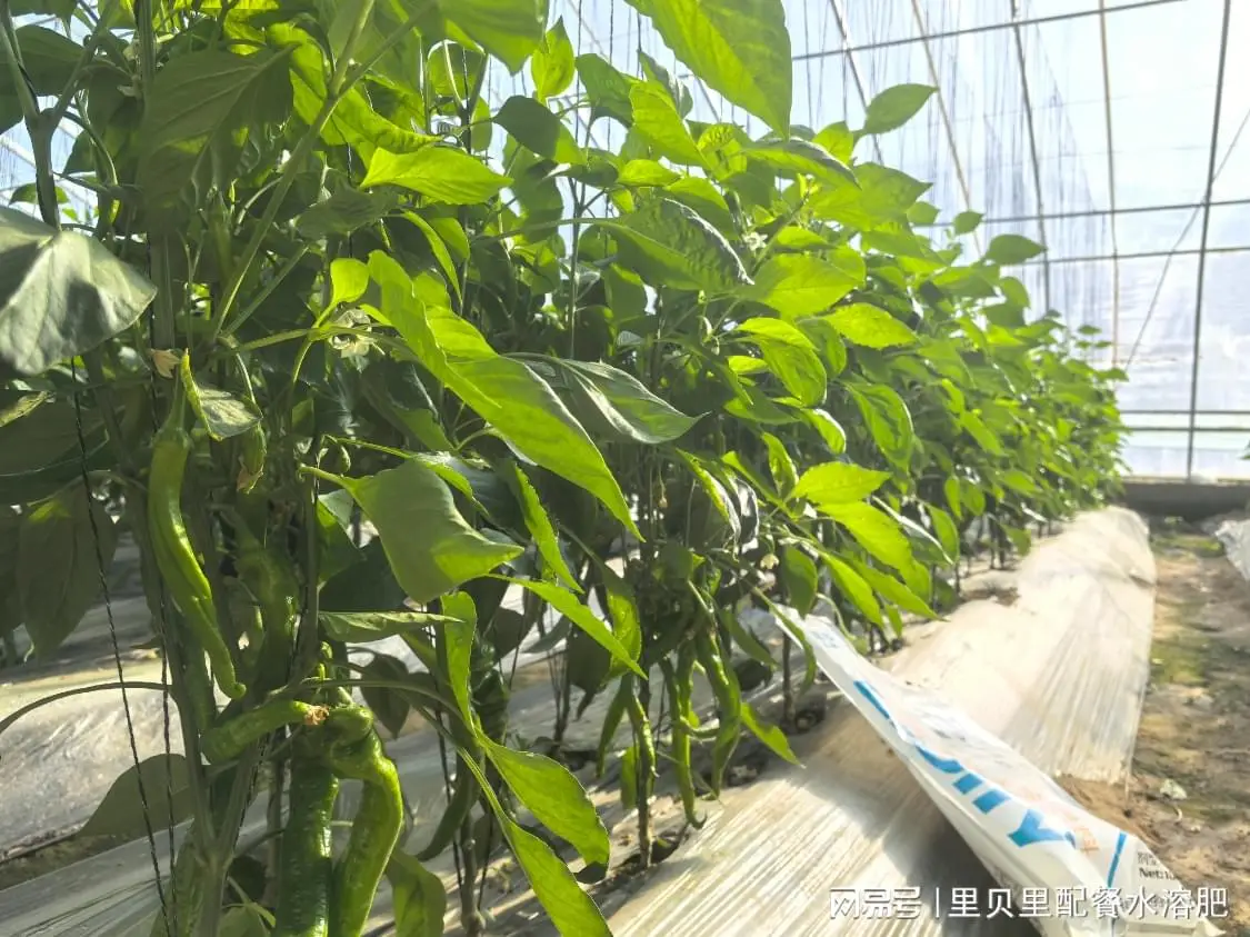 辣椒施肥技術(shù)管理要點