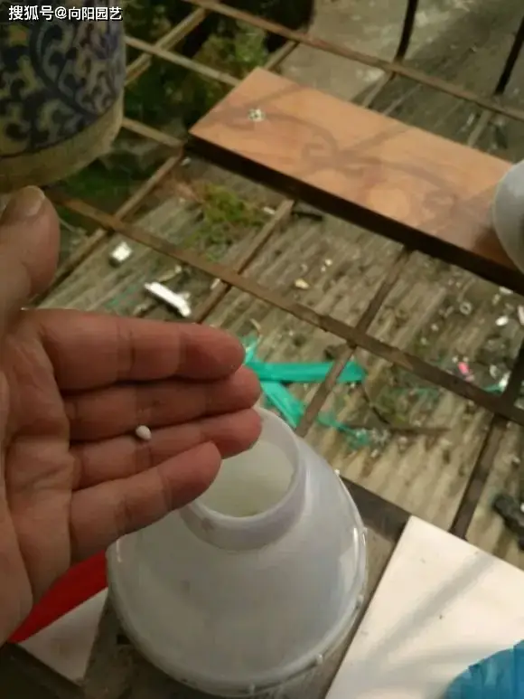 緩釋肥，有機(jī)肥，怎么選？聰明的花友都會(huì)用顆粒有機(jī)肥！