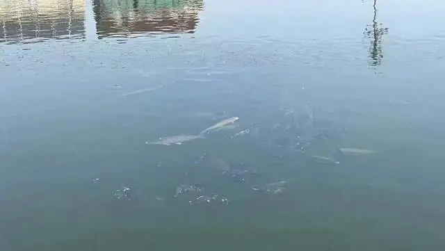 越冬魚塘有機質(zhì)多怎么處理？冬季魚塘水里有機質(zhì)太多怎么辦？速看