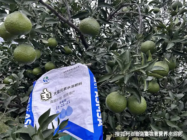 果樹施肥抓準(zhǔn)這幾點(diǎn)