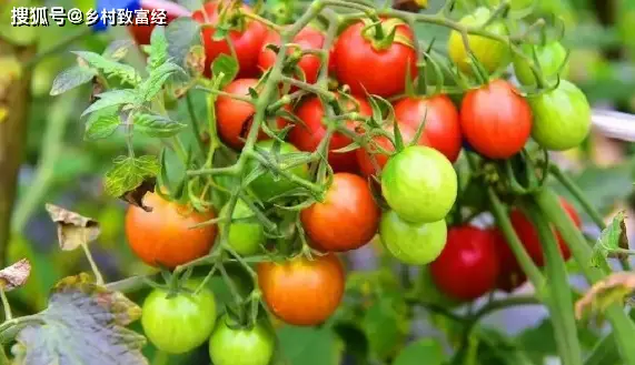 圣女果的高產(chǎn)施肥技巧