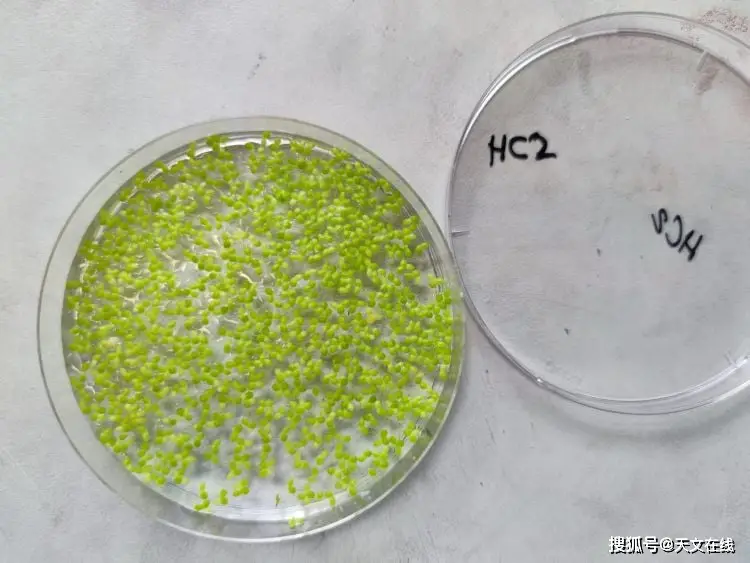 基于藍(lán)細(xì)菌肥料的火星植物生長研究