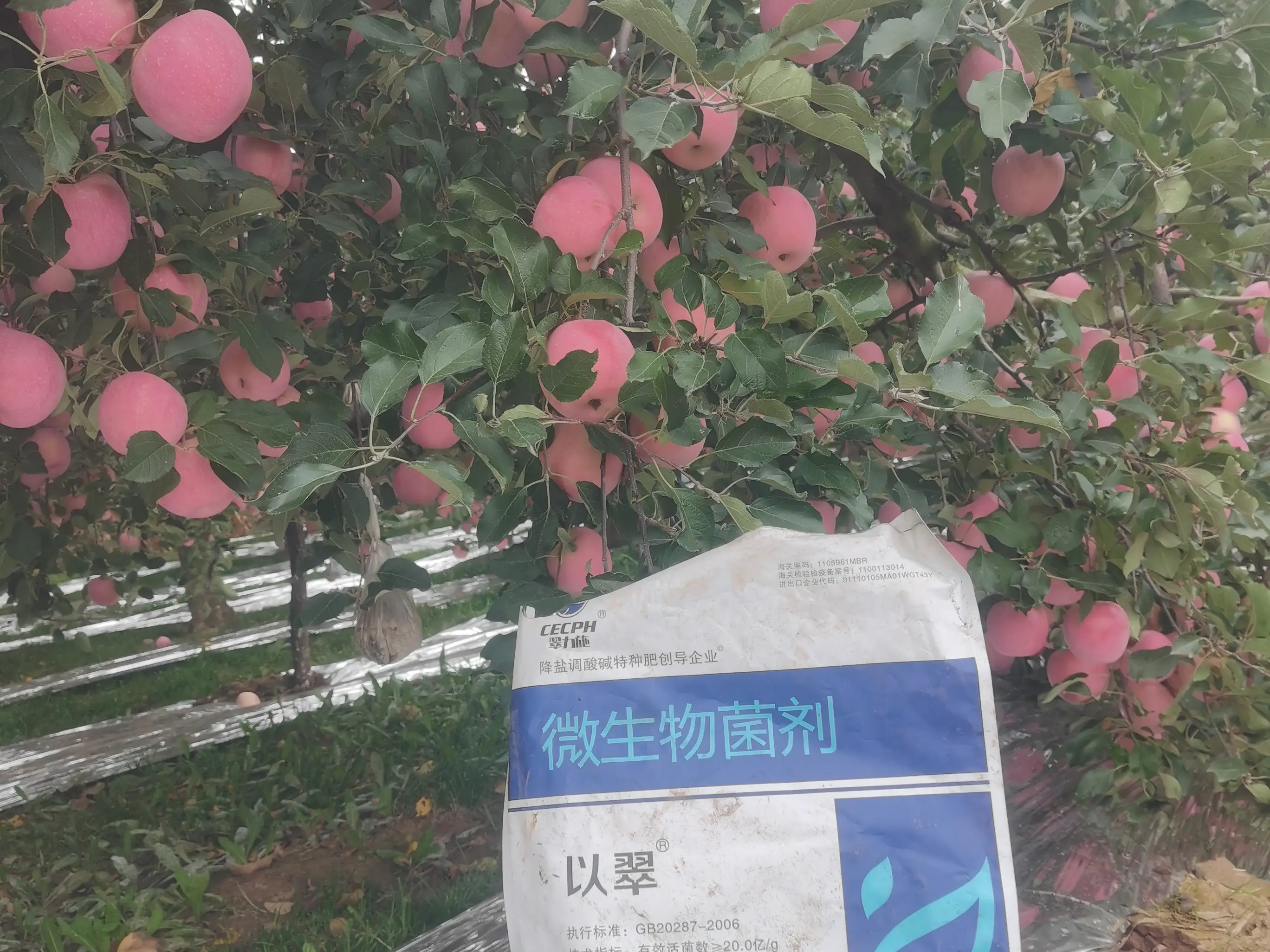 蘋果施肥指南，助力果農(nóng)豐收