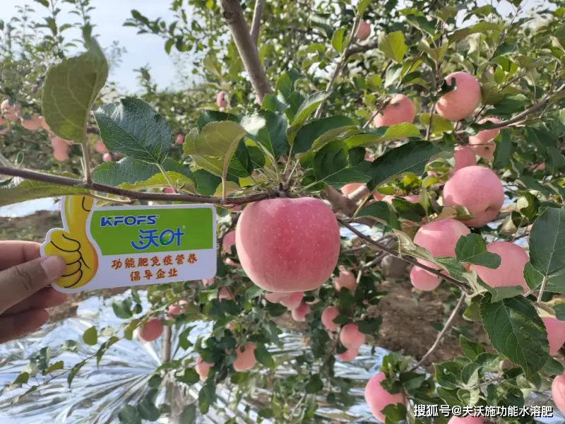 微生物肥料為什么越來越受重視