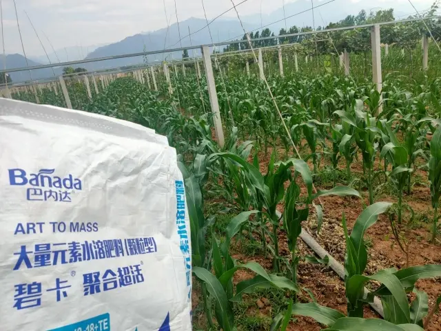 玉米施肥有妙招，看這篇！