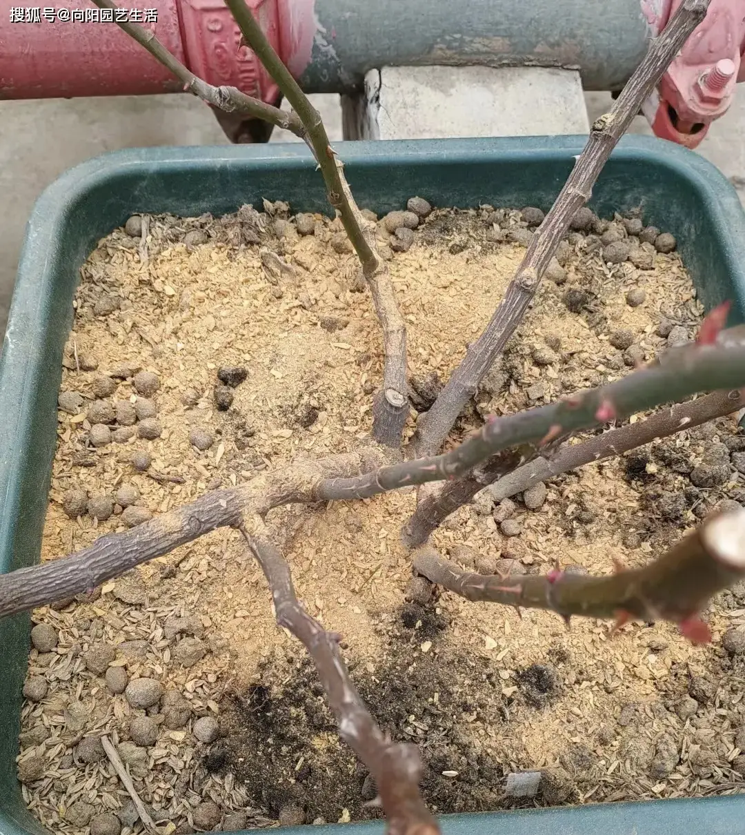 不同肥料的用法，千萬別用錯了，肥料發(fā)揮不出作用，白白浪費