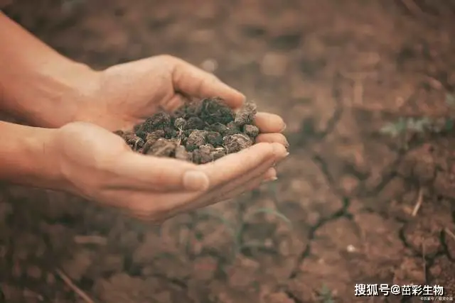 土壤有機質(zhì)檢測|茁彩生物